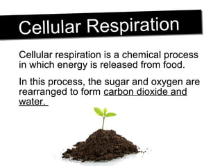 Cellular respiration is a chemical process
in which energy is released from food.
In this process, the sugar and oxygen are
rearranged to form carbon dioxide and
water.
Cellular RespirationCellular Respiration
 