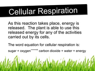 As this reaction takes place, energy is
released. The plant is able to use this
released energy for any of the activities
carried out by its cells.
The word equation for cellular respiration is:
sugar + oxygen carbon dioxide + water + energy
Cellular RespirationCellular Respiration
 