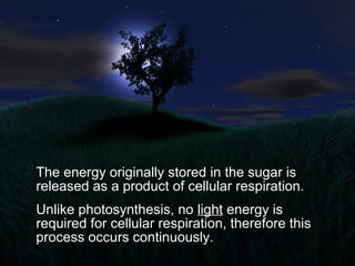 The energy originally stored in the sugar is
released as a product of cellular respiration.
Unlike photosynthesis, no light energy is
required for cellular respiration, therefore this
process occurs continuously.
 