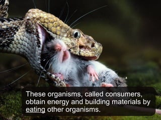 These organisms, called consumers,
obtain energy and building materials by
eating other organisms.
 
