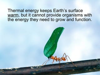 Thermal energy keeps Earth’s surface
warm, but it cannot provide organisms with
the energy they need to grow and function.
 
