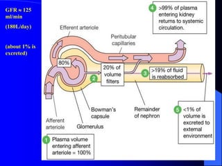 class 12 notes of zoology topic: glomerular filtration rate (GFR) | PDF