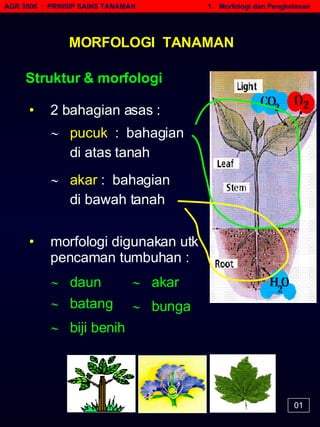 AGR 3506  :  PRINSIP SAINS TANAMAN   1.  Morfologi dan Pengkelasan MORFOLOGI  TANAMAN Struktur & morfologi •   2 bahagian asas :    akar  :  bahagian  di bawah tanah      pucuk   :  bahagian  di atas tanah •   morfologi digunakan utk pencaman tumbuhan :    batang      daun      akar      bunga   01    biji benih   