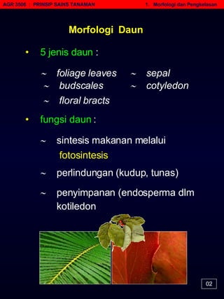 AGR 3506  :  PRINSIP SAINS TANAMAN   1.  Morfologi dan Pengkelasan Morfologi  Daun •   5 jenis daun  :    foliage leaves    budscales    floral bracts    sepal    cotyledon •   fungsi daun  :    sintesis makanan melalui  fotosintesis    perlindungan (kudup, tunas)    penyimpanan (endosperma dlm kotiledon 02 