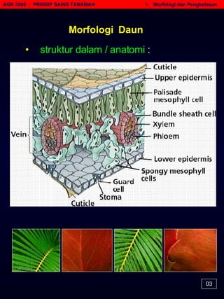 AGR 3506  :  PRINSIP SAINS TANAMAN   1.  Morfologi dan Pengkelasan Morfologi  Daun •   struktur dalam / anatomi  : 03 