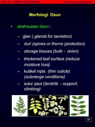 AGR 3506  :  PRINSIP SAINS TANAMAN   1.  Morfologi dan Pengkelasan Morfologi  Daun •   ubahsuaian daun  :    glan (  glands for secretion)    duri (spines or thorns (protection)    storage tissues (bulb -  onion)    thickened leaf surface (reduce moisture loss)    kutikel nipis   (thin cuticle) (submerge conditions)    sulur paut ( tendrils  - support, climbing) 04 