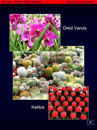 AGR 3506  :  PRINSIP SAINS TANAMAN   1.  Morfologi dan Pengkelasan 05 Orkid Vanda Kektus 