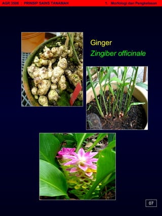 AGR 3506  :  PRINSIP SAINS TANAMAN   1.  Morfologi dan Pengkelasan Ginger Zingiber officinale 07 
