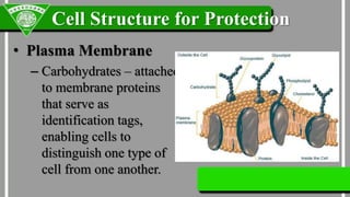 Normal Cell Protection Parts and Functions of the Cell | PPTX