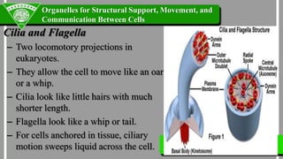 Parts and Functions of the Cell | PPTX