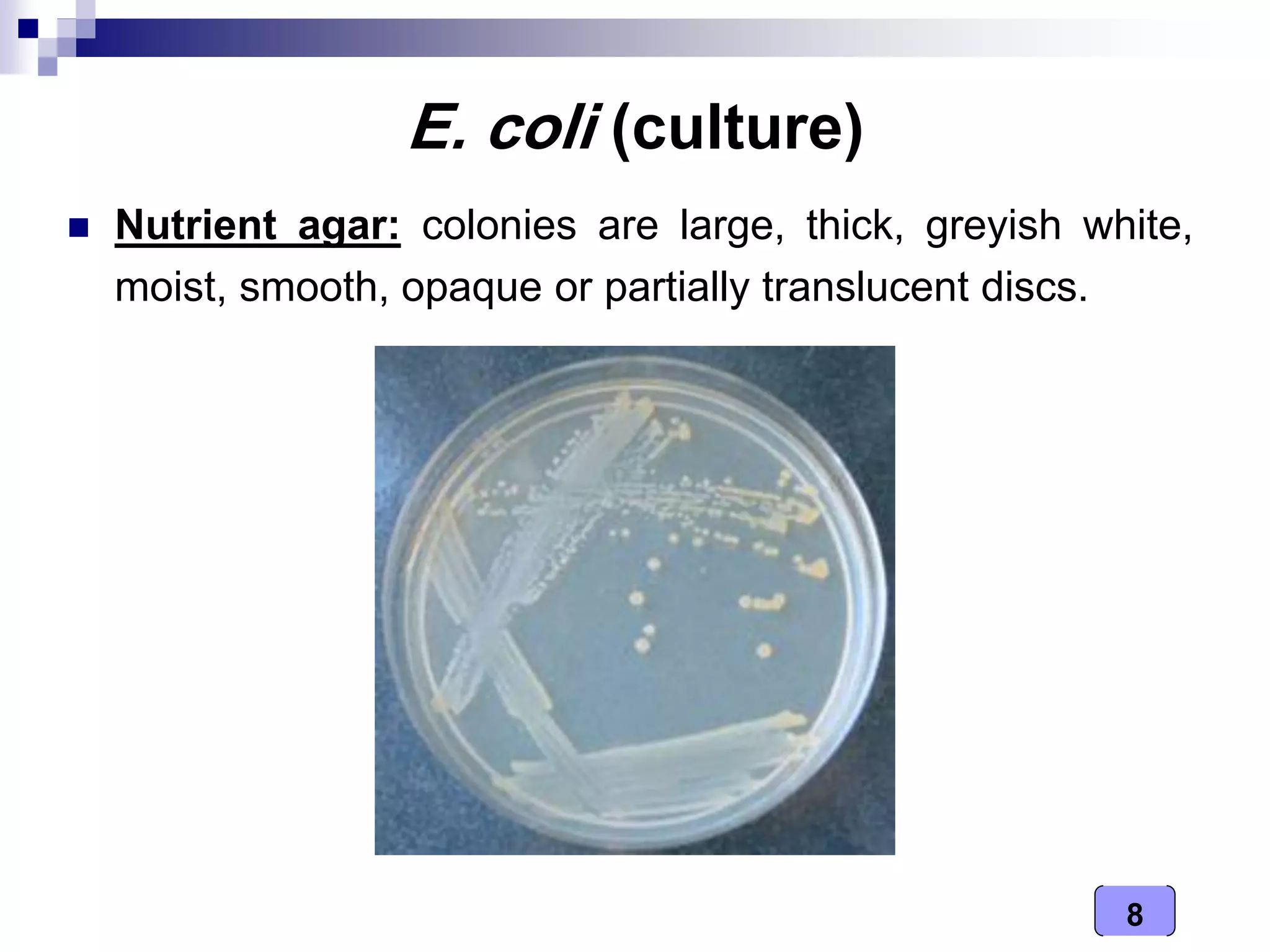 Medical Microbiology Laboratory (Enterobacteriaceae - i) | PDF