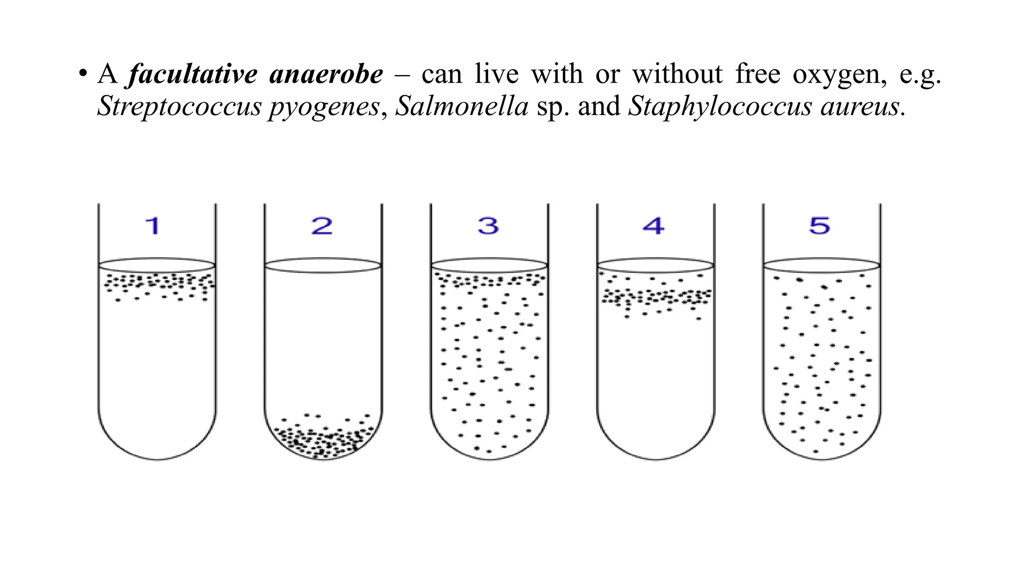 • A facultative anaerobe – can live with or without free oxygen, e.g.
Streptococcus pyogenes, Salmonella sp. and Staphylococcus aureus.
 
