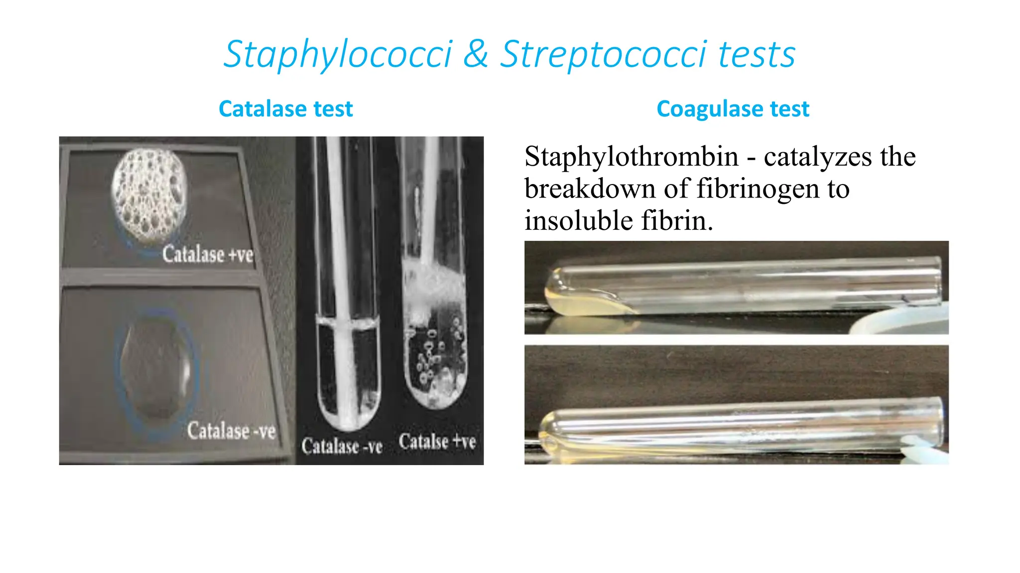 Staphylococci & Streptococci tests
Catalase test Coagulase test
Staphylothrombin - catalyzes the
breakdown of fibrinogen to
insoluble fibrin.
 
