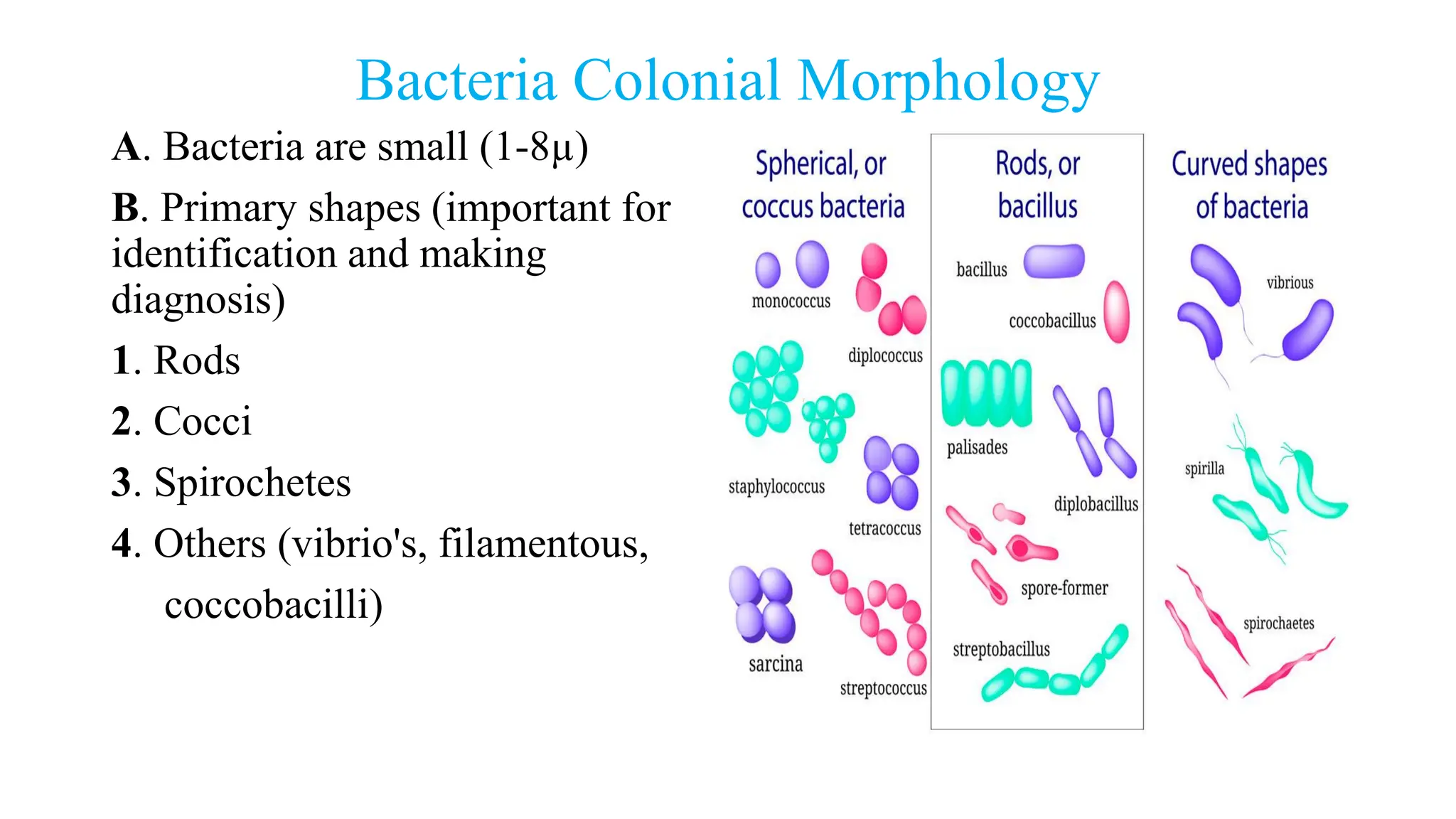 Bacteria Colonial Morphology
A. Bacteria are small (1-8µ)
B. Primary shapes (important for
identification and making
diagnosis)
1. Rods
2. Cocci
3. Spirochetes
4. Others (vibrio's, filamentous,
coccobacilli)
 