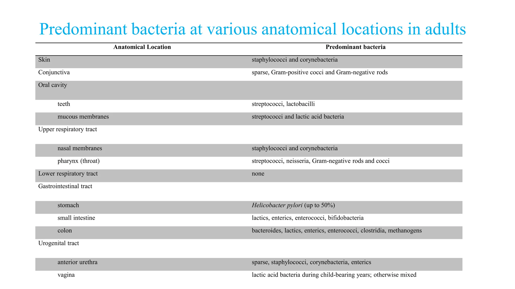Predominant bacteria at various anatomical locations in adults
Anatomical Location Predominant bacteria
Skin staphylococci and corynebacteria
Conjunctiva sparse, Gram-positive cocci and Gram-negative rods
Oral cavity
teeth streptococci, lactobacilli
mucous membranes streptococci and lactic acid bacteria
Upper respiratory tract
nasal membranes staphylococci and corynebacteria
pharynx (throat) streptococci, neisseria, Gram-negative rods and cocci
Lower respiratory tract none
Gastrointestinal tract
stomach Helicobacter pylori (up to 50%)
small intestine lactics, enterics, enterococci, bifidobacteria
colon bacteroides, lactics, enterics, enterococci, clostridia, methanogens
Urogenital tract
anterior urethra sparse, staphylococci, corynebacteria, enterics
vagina lactic acid bacteria during child-bearing years; otherwise mixed
 