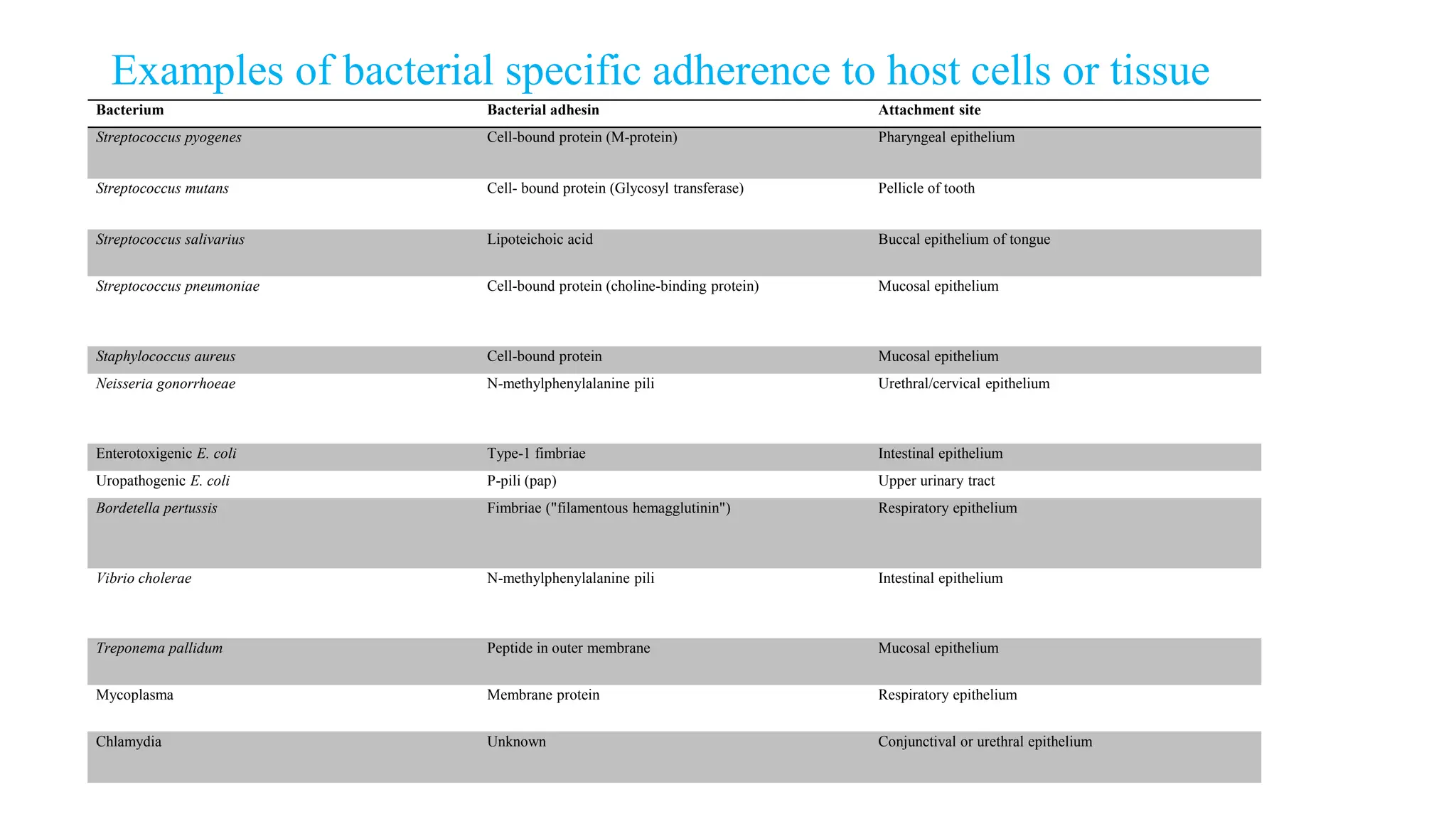 Examples of bacterial specific adherence to host cells or tissue
Bacterium Bacterial adhesin Attachment site
Streptococcus pyogenes Cell-bound protein (M-protein) Pharyngeal epithelium
Streptococcus mutans Cell- bound protein (Glycosyl transferase) Pellicle of tooth
Streptococcus salivarius Lipoteichoic acid Buccal epithelium of tongue
Streptococcus pneumoniae Cell-bound protein (choline-binding protein) Mucosal epithelium
Staphylococcus aureus Cell-bound protein Mucosal epithelium
Neisseria gonorrhoeae N-methylphenylalanine pili Urethral/cervical epithelium
Enterotoxigenic E. coli Type-1 fimbriae Intestinal epithelium
Uropathogenic E. coli P-pili (pap) Upper urinary tract
Bordetella pertussis Fimbriae ("filamentous hemagglutinin") Respiratory epithelium
Vibrio cholerae N-methylphenylalanine pili Intestinal epithelium
Treponema pallidum Peptide in outer membrane Mucosal epithelium
Mycoplasma Membrane protein Respiratory epithelium
Chlamydia Unknown Conjunctival or urethral epithelium
 