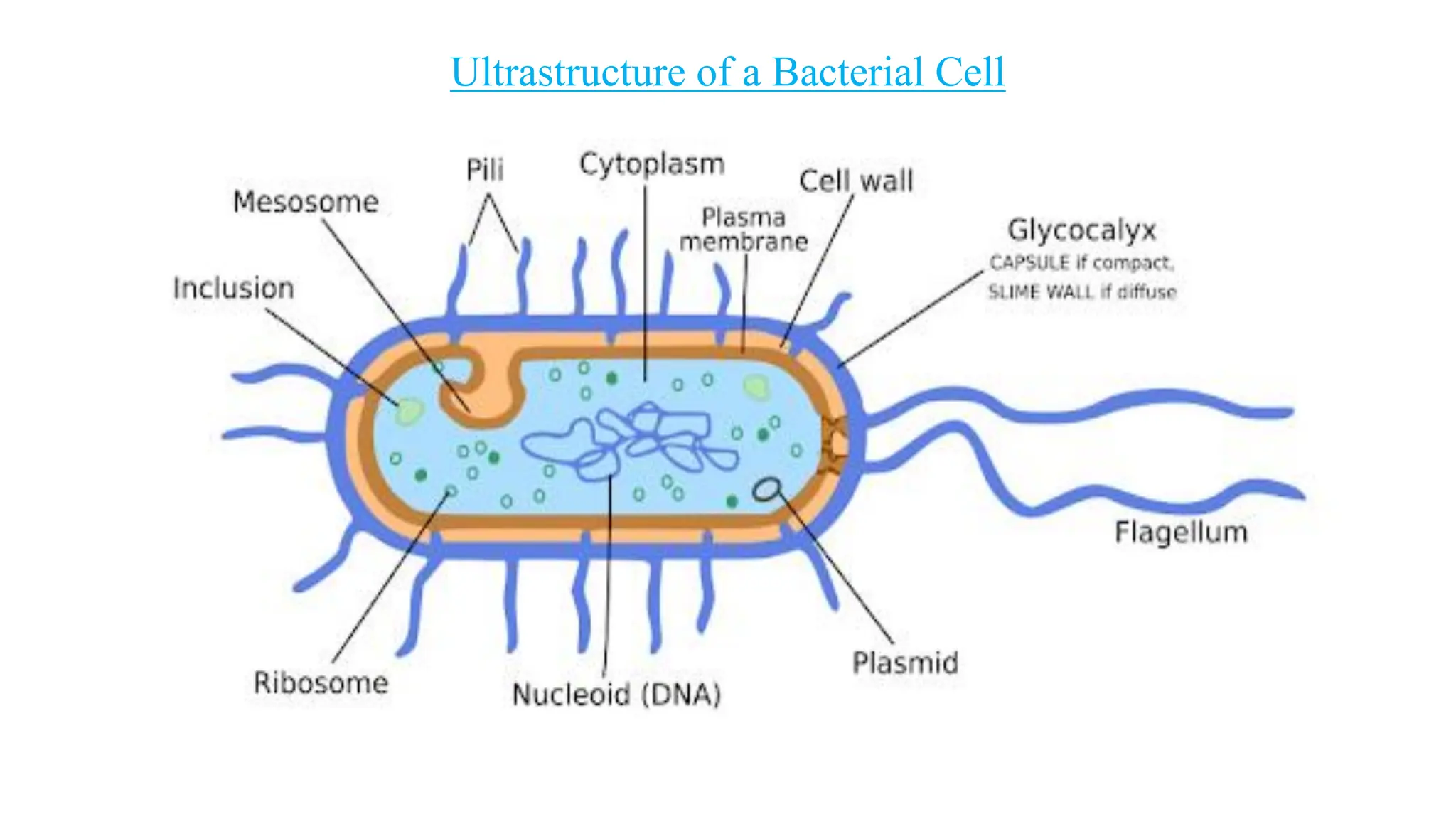Ultrastructure of a Bacterial Cell
 