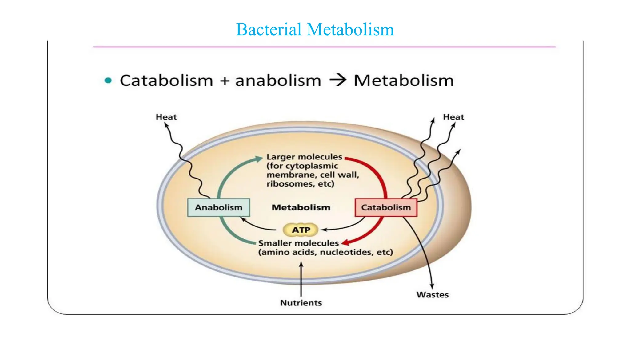 Bacterial Metabolism
 