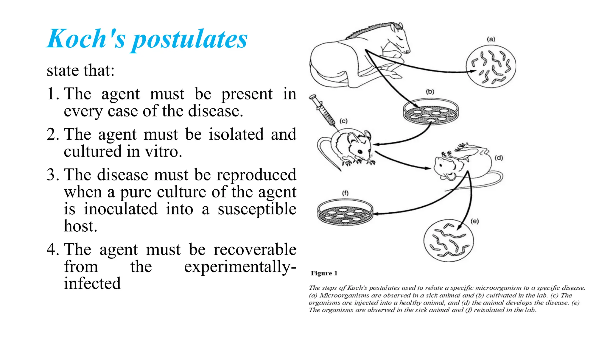 Koch's postulates
state that:
1. The agent must be present in
every case of the disease.
2. The agent must be isolated and
cultured in vitro.
3. The disease must be reproduced
when a pure culture of the agent
is inoculated into a susceptible
host.
4. The agent must be recoverable
from the experimentally-
infected
 