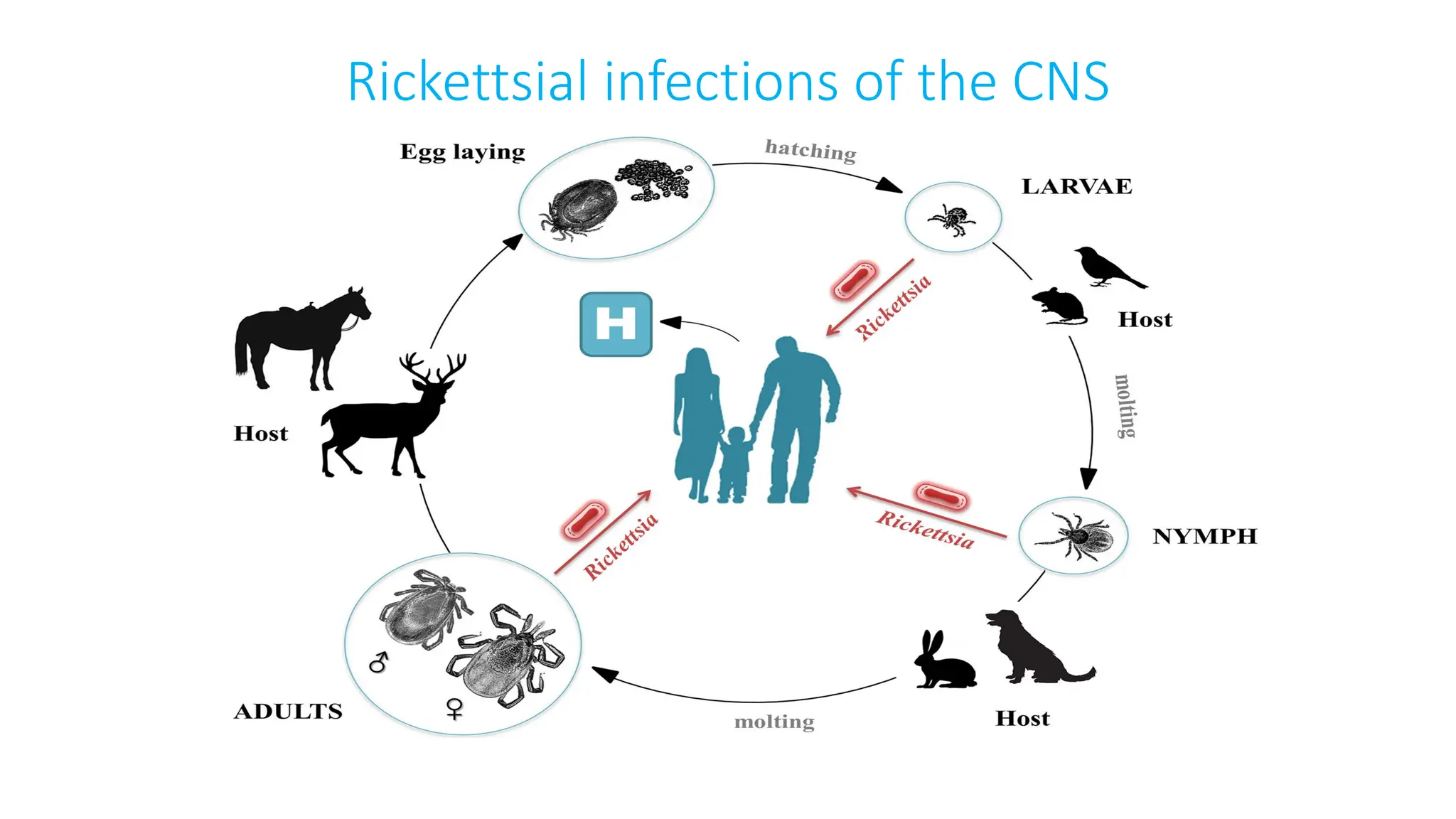Rickettsial infections of the CNS
 