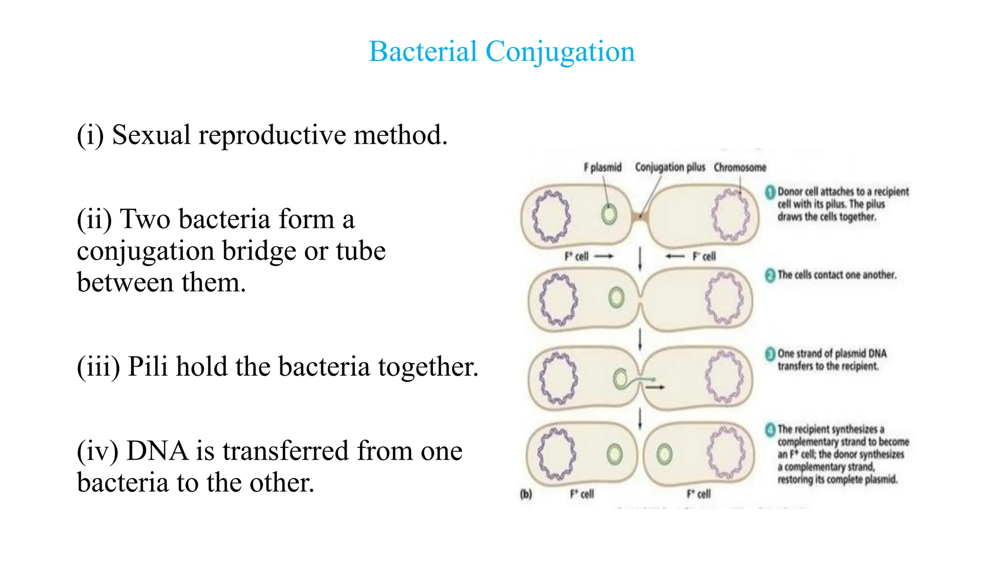 Bacterial Conjugation
(i) Sexual reproductive method.
(ii) Two bacteria form a
conjugation bridge or tube
between them.
(iii) Pili hold the bacteria together.
(iv) DNA is transferred from one
bacteria to the other.
 