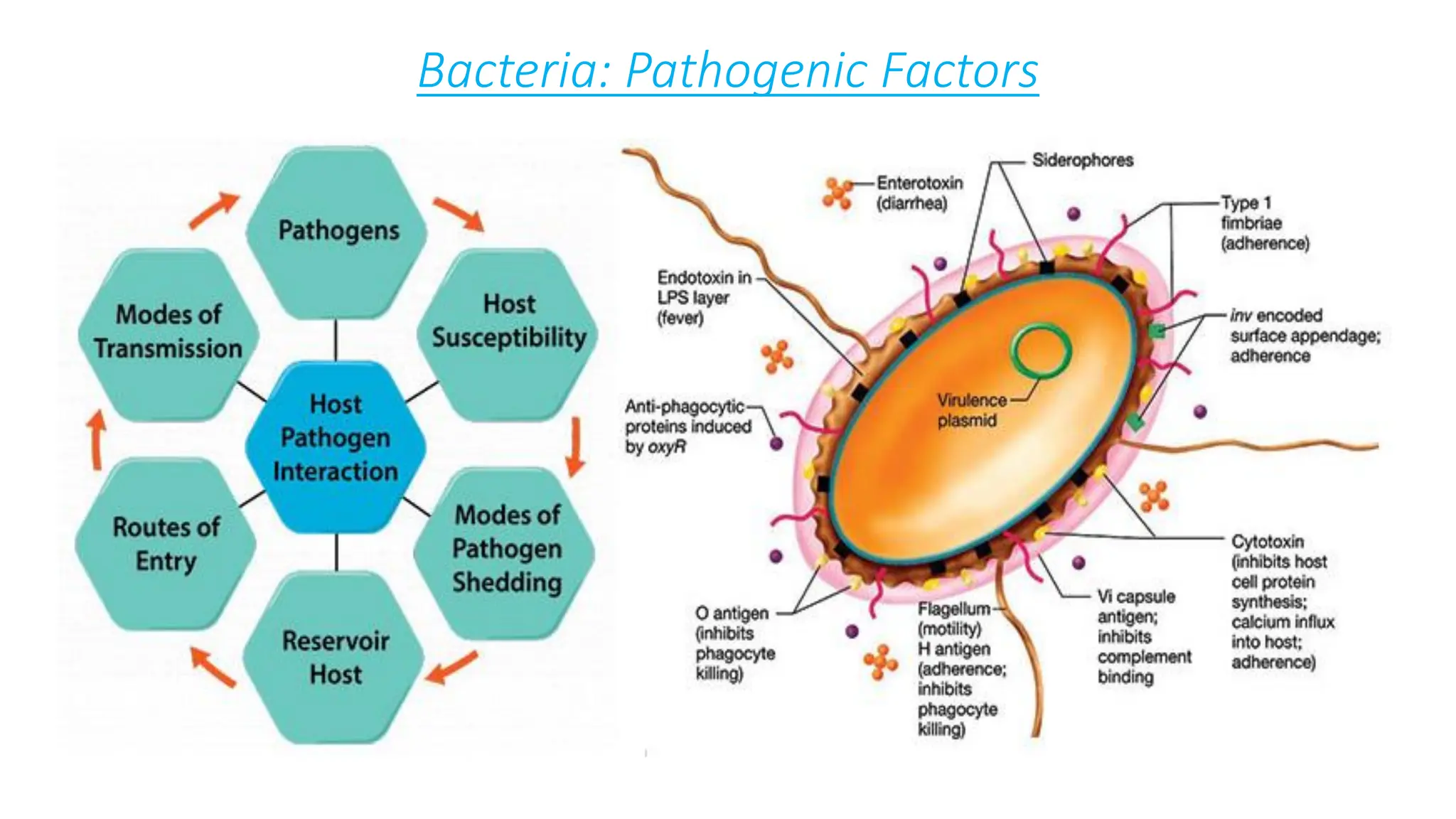 Bacteria: Pathogenic Factors
 
