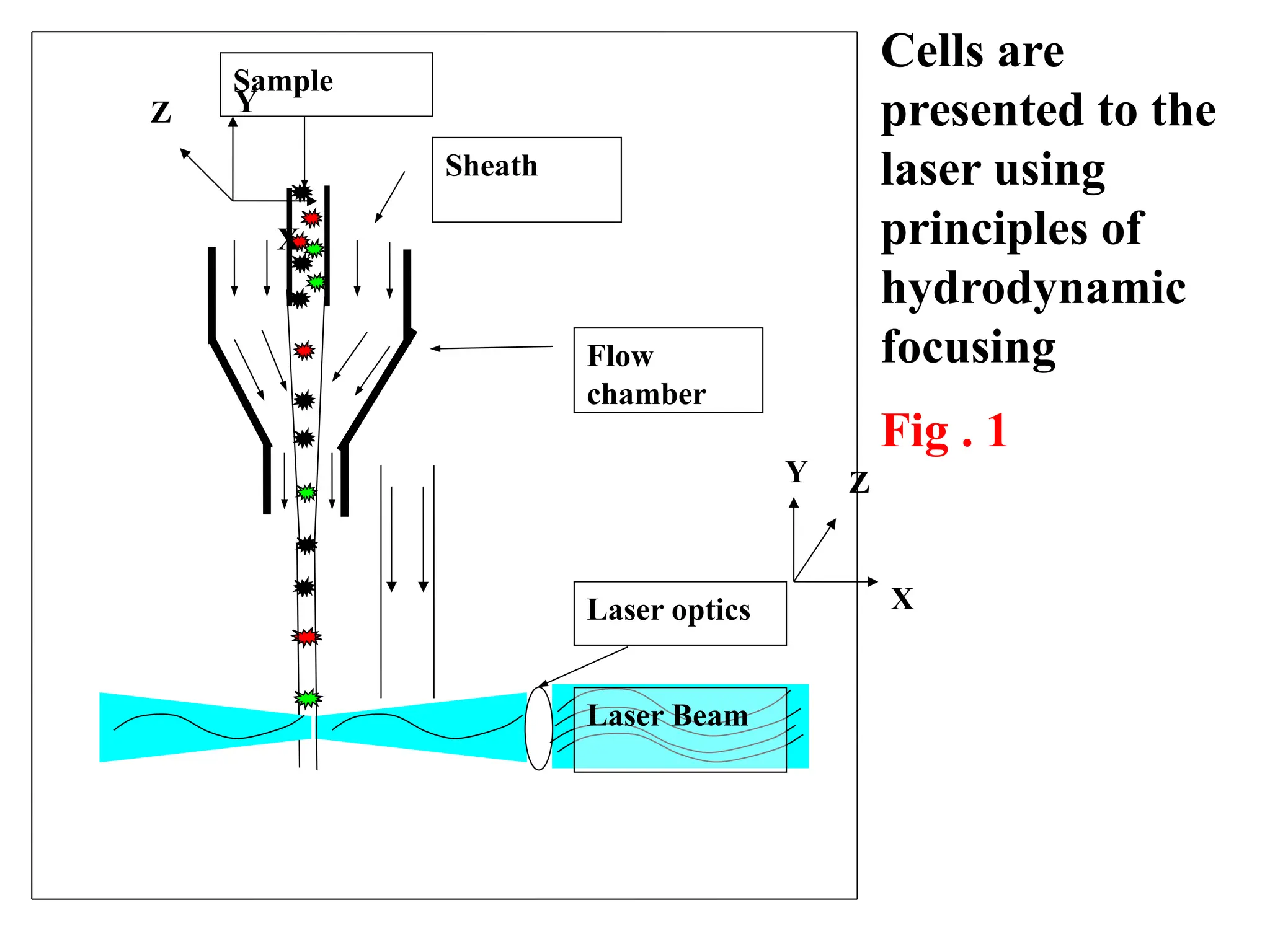 Laser optics
Laser Beam
Flow
chamber
Sheath
Sample
Y
X
Z
Y Z
X
Cells are
presented to the
laser using
principles of
hydrodynamic
focusing
Fig . 1
 