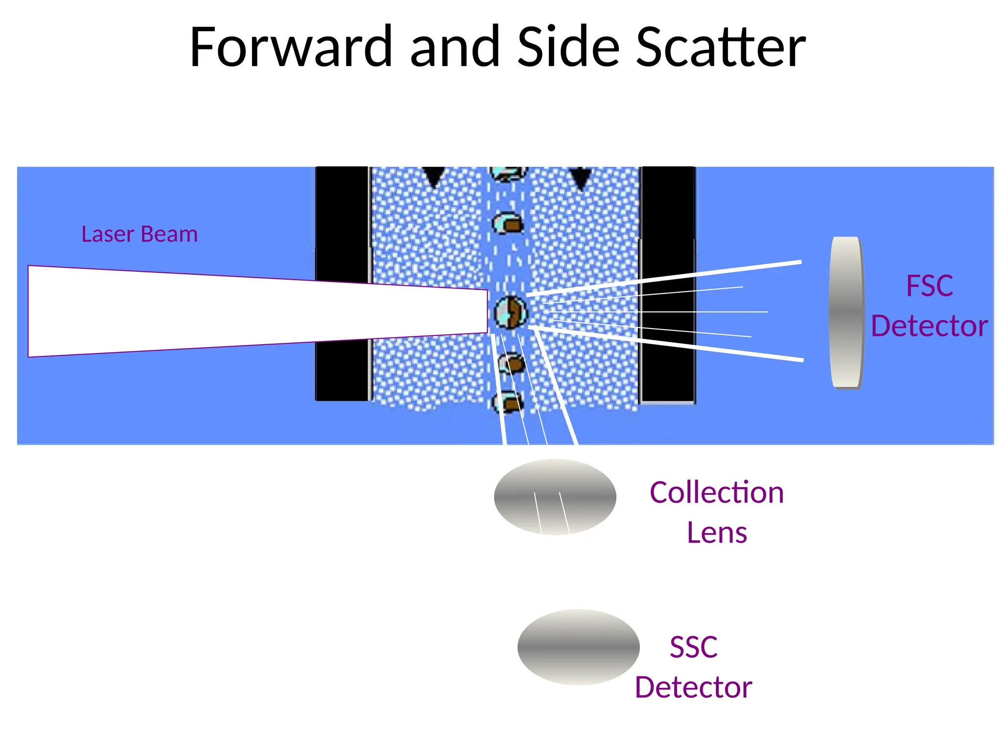 Forward and Side Scatter
FSC
Detector
Collection
Lens
SSC
Detector
Laser Beam
 