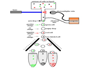 Flow Cytometry, A widely used mechanism in automated instruments.pptx