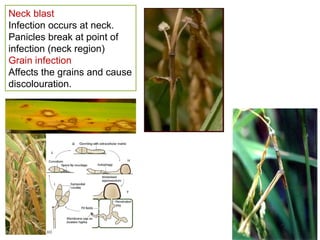 L 21. Anthracnose, blast and false smut.ppt