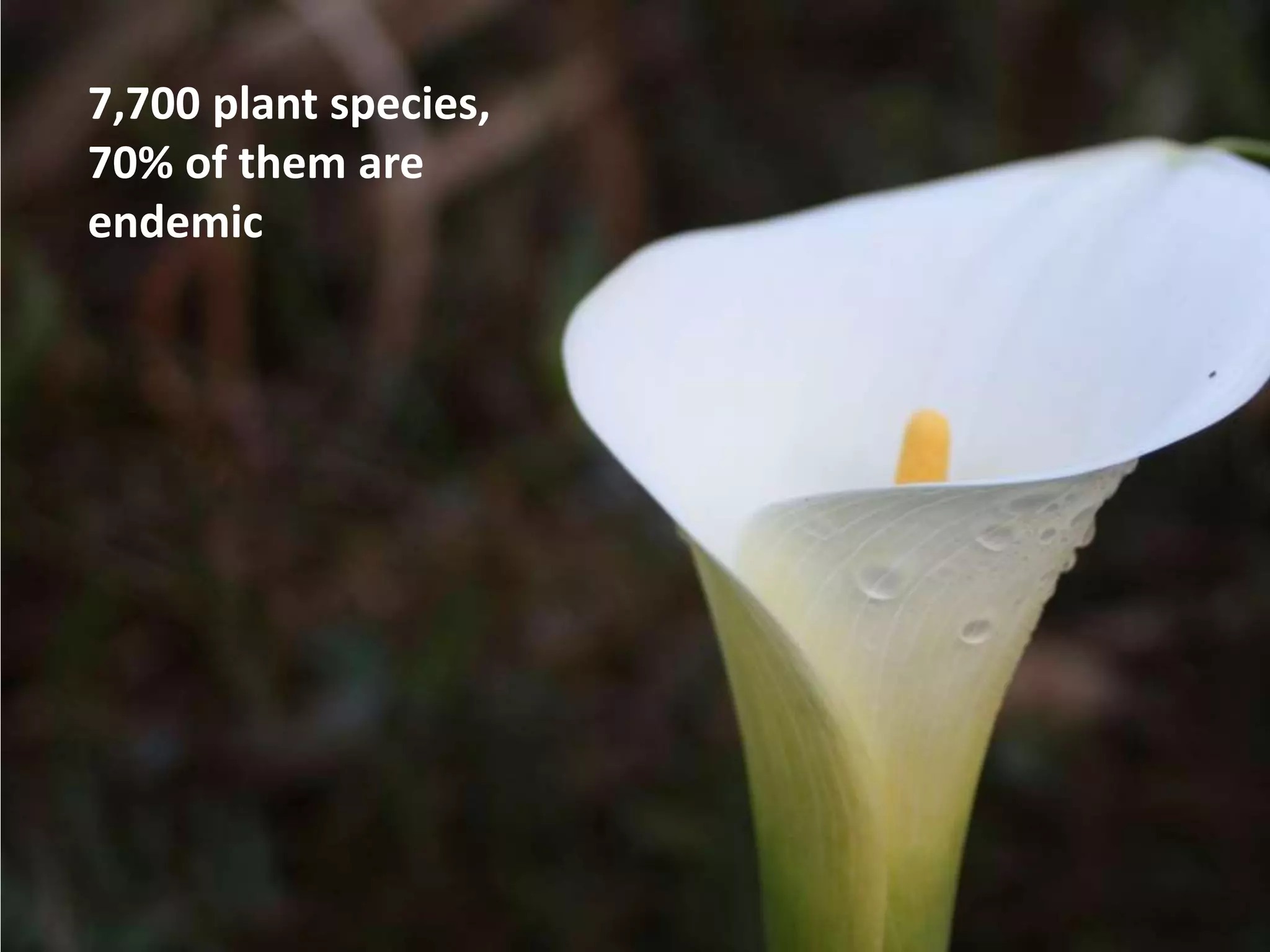 7,700 plant species,
70% of them are
endemic
 