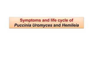 Symptoms and life cycle of
Puccinia Uromyces and Hemileia
 