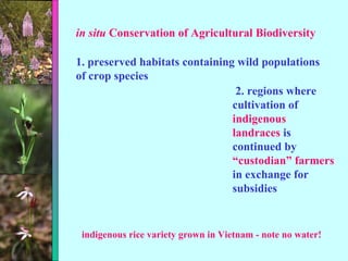 in situ  Conservation of Agricultural Biodiversity 1. preserved habitats containing wild populations of crop species 2. regions where cultivation of  indigenous landraces  is continued by  “custodian” farmers  in exchange for subsidies indigenous rice variety grown in Vietnam - note no water! 