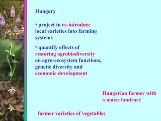 Hungary project to  re-introduce  local varieties into farming systems quantify effects of  restoring agrobiodiversity  on agro-ecosystem functions, genetic diversity and  economic development farmer varieties of vegetables Hungarian farmer with a maize landrace 