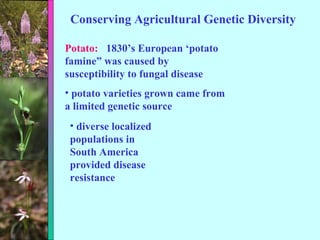 Conserving Agricultural Genetic Diversity Potato:  1830’s European ‘potato famine” was caused by susceptibility to fungal disease potato varieties grown came from a limited genetic source diverse localized populations in South America provided disease resistance 