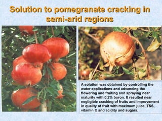 Solution to pomegranate cracking in
semi-arid regions
A solution was obtained by controlling the
water applications and advancing the
flowering and fruiting and spraying near
maturity with 0.2% boron. It resulted near
negligible cracking of fruits and improvement
in quality of fruit with maximum juice, TSS,
vitamin C and acidity and sugars.
 