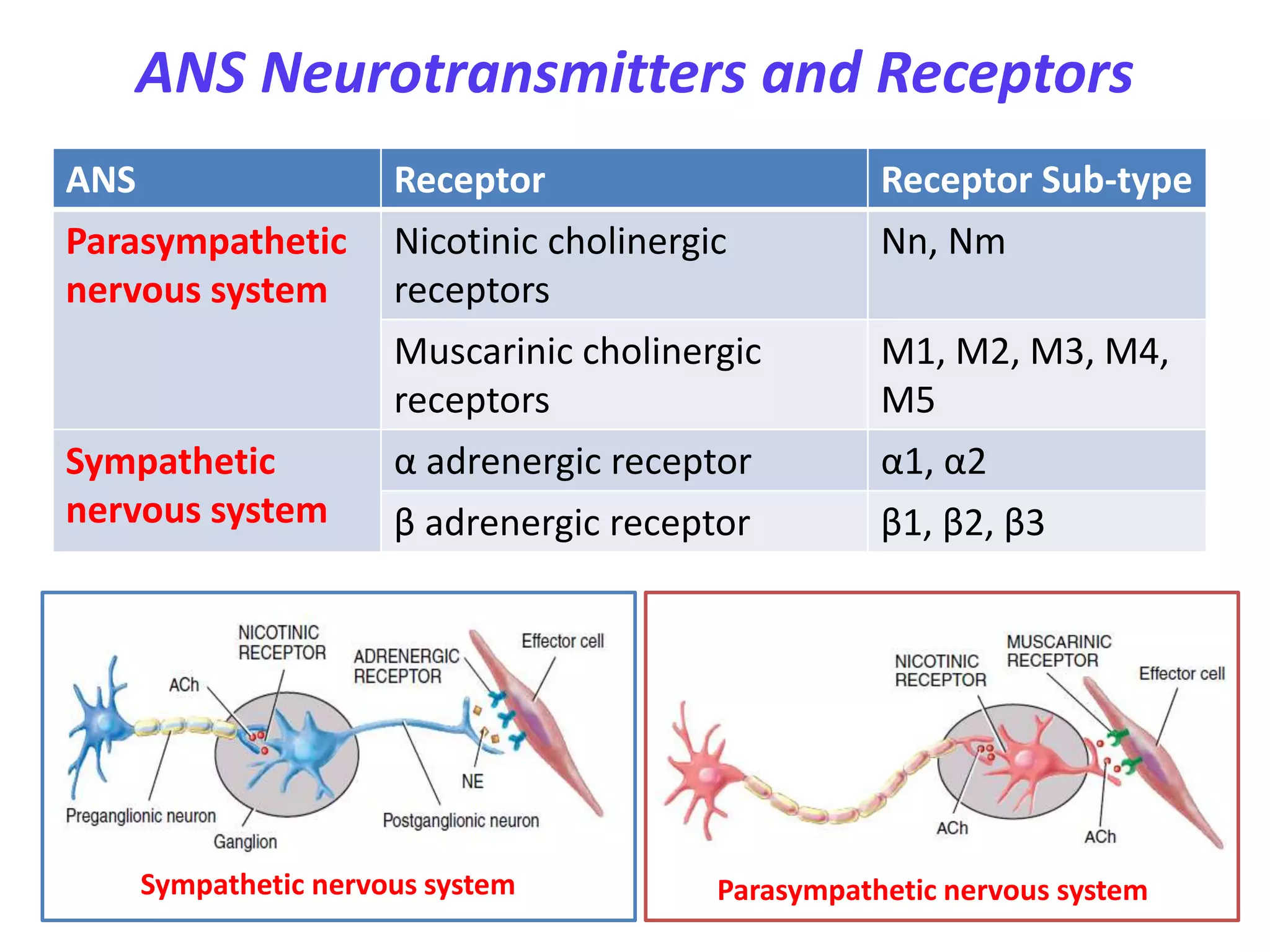 Sympathetic Reeptor Autonomic nervous system | PPTX