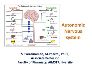 Autonomic
Nervous
system
S. Parasuraman, M.Pharm., Ph.D.,
Associate Professor,
Faculty of Pharmacy, AIMST University
 