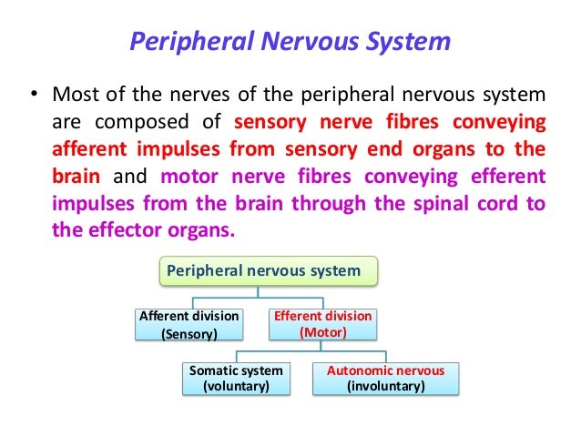 Autonomic Nervous System