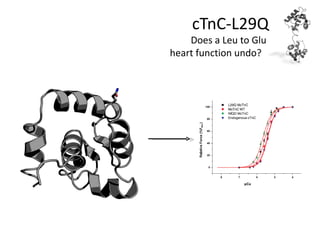 cTnC-L29Q
    Does a Leu to Glu
heart function undo?
 