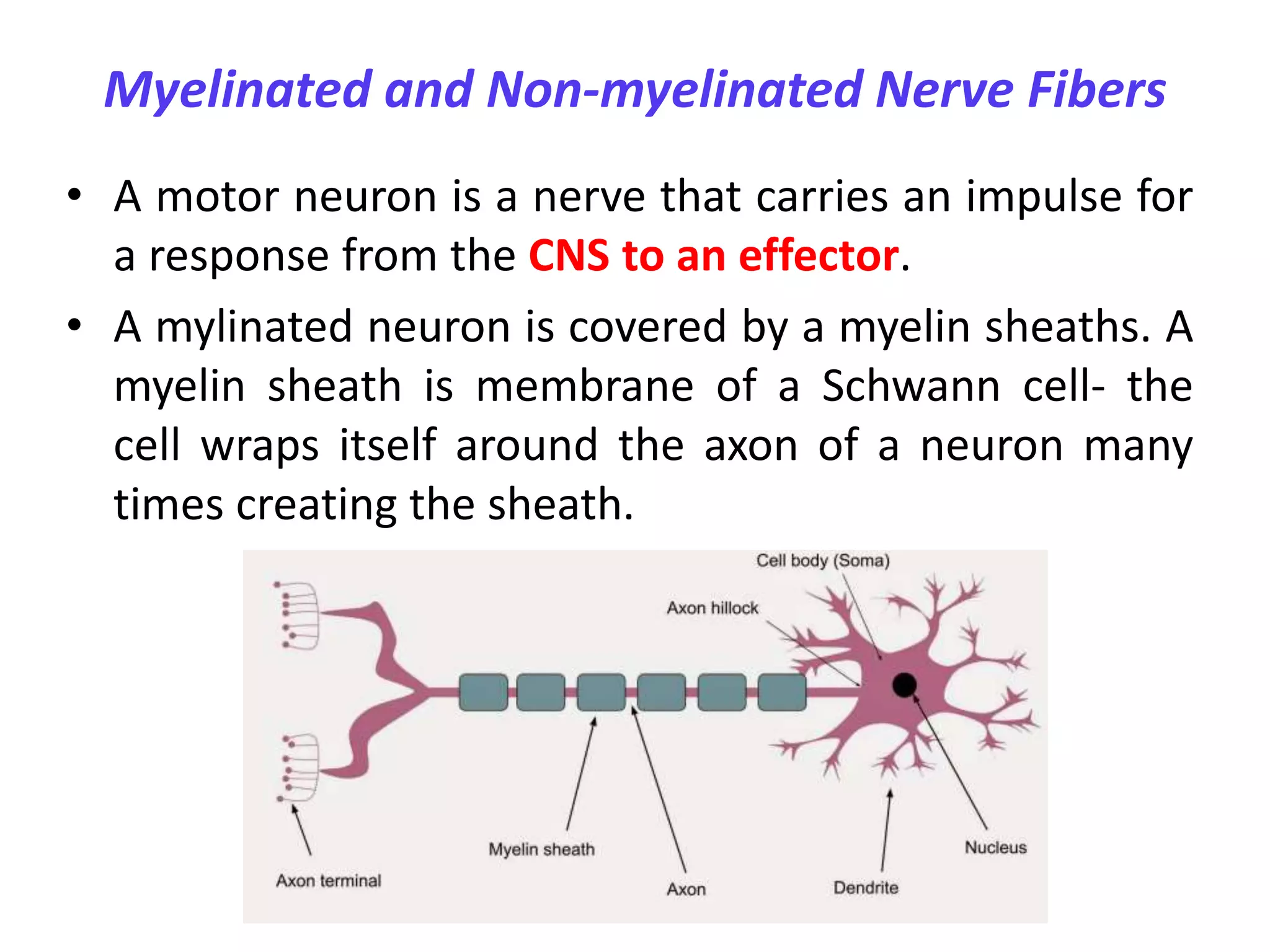 Sensory and motor pathways | PPTX