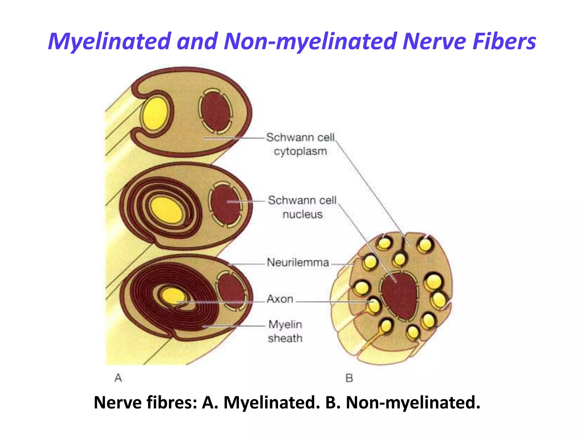 Sensory and motor pathways | PPTX