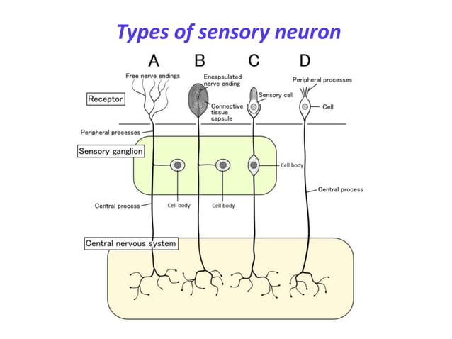 Sensory and motor pathways | PPTX | Brain and Nervous System Disorders ...