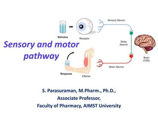 S. Parasuraman, M.Pharm., Ph.D.,
Associate Professor,
Faculty of Pharmacy, AIMST University
Sensory and motor
pathway
 