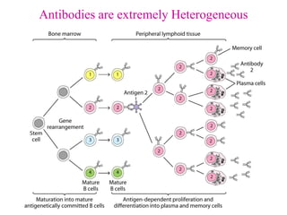 L2 Antibodies, interferons and ILs (2).pdf