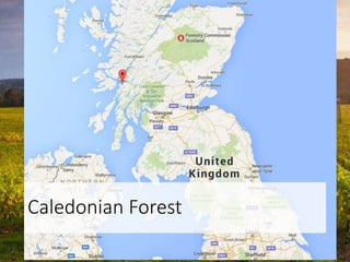 Caledonian Forest
 