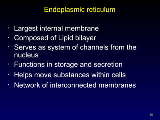 10
Endoplasmic reticulum
• Largest internal membrane
• Composed of Lipid bilayer
• Serves as system of channels from the
nucleus
• Functions in storage and secretion
• Helps move substances within cells
• Network of interconnected membranes
 
