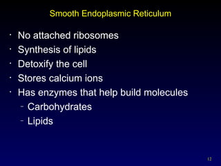 12
Smooth Endoplasmic Reticulum
• No attached ribosomes
• Synthesis of lipids
• Detoxify the cell
• Stores calcium ions
• Has enzymes that help build molecules
– Carbohydrates
– Lipids
 