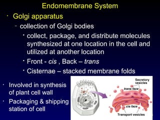 13
Endomembrane System
• Golgi apparatus
– collection of Golgi bodies

collect, package, and distribute molecules
synthesized at one location in the cell and
utilized at another location

Front - cis , Back – trans

Cisternae – stacked membrane folds
• Involved in synthesis
of plant cell wall
• Packaging & shipping
station of cell
 