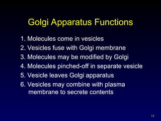 14
1. Molecules come in vesicles
2. Vesicles fuse with Golgi membrane
3. Molecules may be modified by Golgi
4. Molecules pinched-off in separate vesicle
5. Vesicle leaves Golgi apparatus
6. Vesicles may combine with plasma
membrane to secrete contents
Golgi Apparatus Functions
 